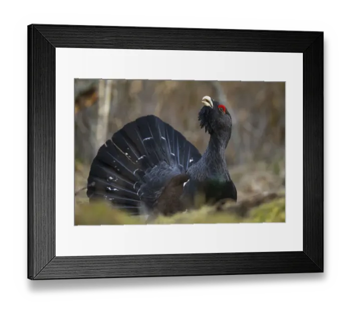 Framed Print : Western capercaillie (Tetrao urogallus) Tver, Russia. May Framed Print : Western capercaillie (Tetrao urogallus) Tver, Russia. May