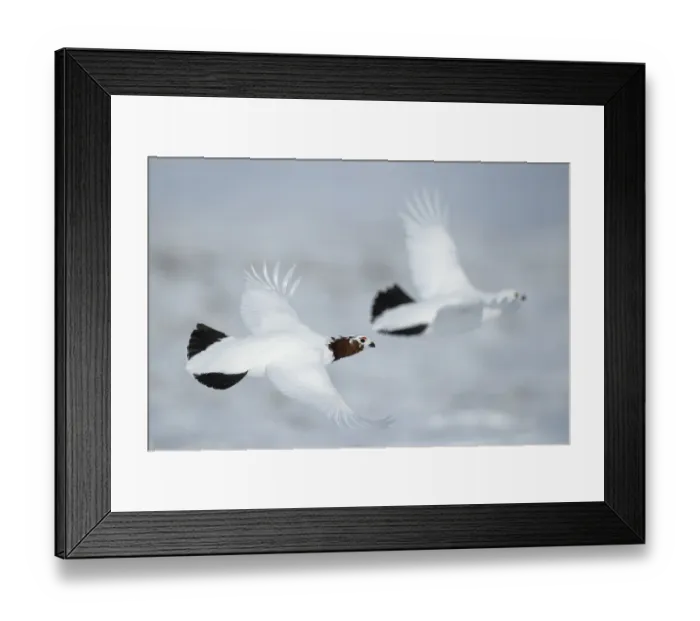 Framed Print : Willow ptarmigan (Lagopus lagopus) two in flight, Taymyr Peninsula, Siberia, Russia. May Framed Print : Willow ptarmigan (Lagopus lagopus) two in flight, Taymyr Peninsula, Siberia, Russia. May