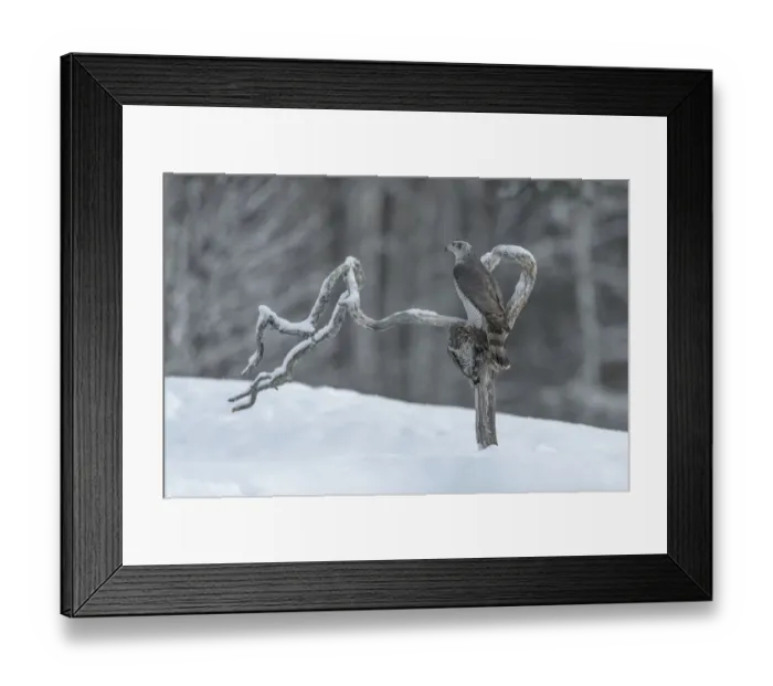 Framed Print : Northern goshawk (Accipiter gentilis) perched on snag with grouse prey, Finland, March Framed Print : Northern goshawk (Accipiter gentilis) perched on snag with grouse prey, Finland, March