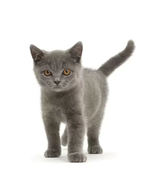 Blue British Shorthair kitten standing