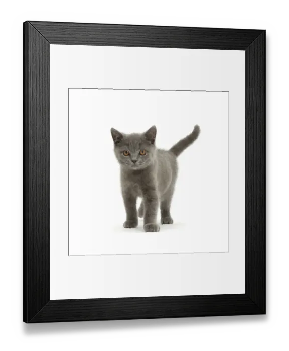 Framed Print : Blue British Shorthair kitten standing Framed Print : Blue British Shorthair kitten standing