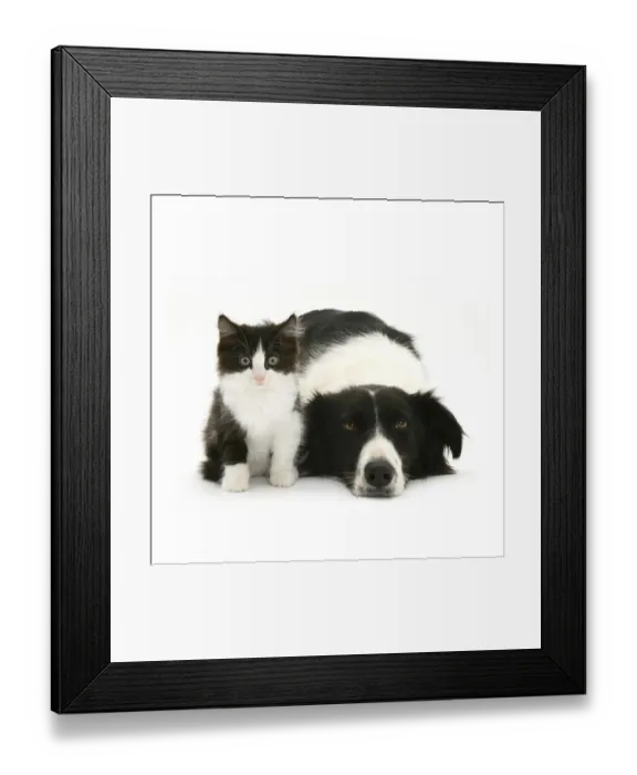 Framed Print : Black-and-white Border Collie bitch lying chin on floor with black-and-white kitten Framed Print : Black-and-white Border Collie bitch lying chin on floor with black-and-white kitten