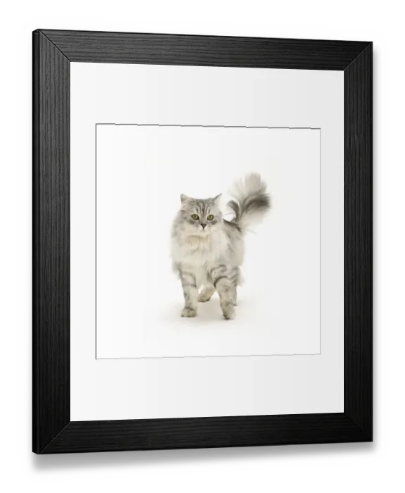 Framed Print : Silver tabby Chinchilla male cat Framed Print : Silver tabby Chinchilla male cat