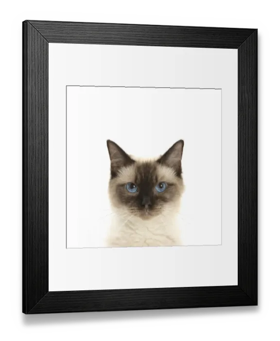 Framed Print : Portrait of a Birman-cross cat Framed Print : Portrait of a Birman-cross cat