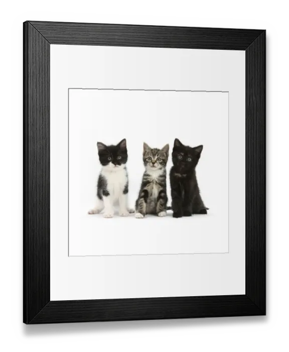 Framed Print : RF- Portrait of three kittens Framed Print : RF- Portrait of three kittens