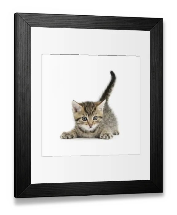 Framed Print : Cute playful tabby kitten, Stanley, 6 weeks Framed Print : Cute playful tabby kitten, Stanley, 6 weeks