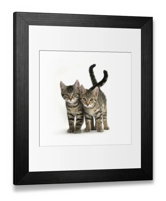 Framed Print : Tabby kittens, Stanley and Fosset, 12 weeks old, walking together Framed Print : Tabby kittens, Stanley and Fosset, 12 weeks old, walking together