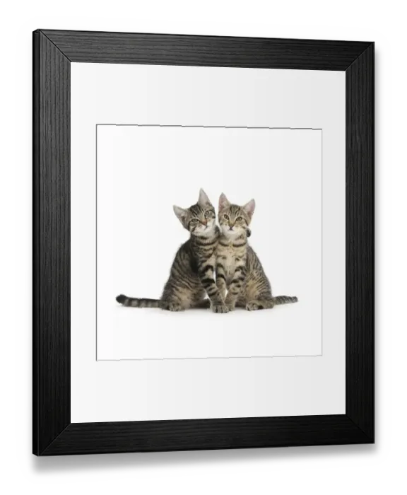 Framed Print : Tabby kittens, Stanley and Fosset, 3 months old, sitting and snuggling together Framed Print : Tabby kittens, Stanley and Fosset, 3 months old, sitting and snuggling together