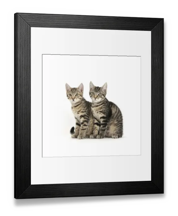 Framed Print : Tabby kittens, Stanley and Fosset, 3 months old, sitting together