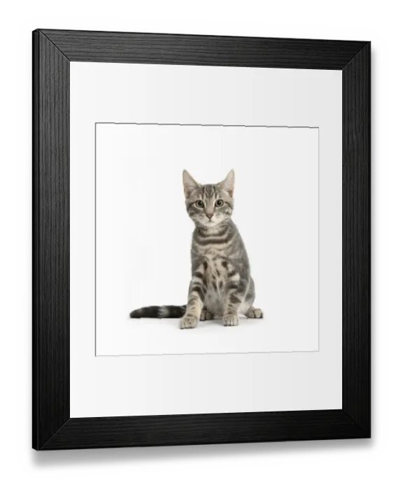 Framed Print : Tabby cat, Max, 5 months, sitting Framed Print : Tabby cat, Max, 5 months, sitting