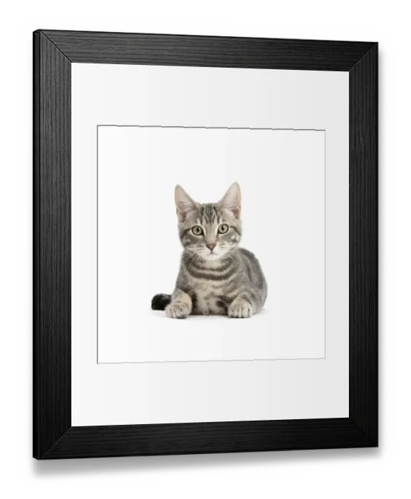 Framed Print : Tabby cat, Max, 5 months, lying with head up Framed Print : Tabby cat, Max, 5 months, lying with head up