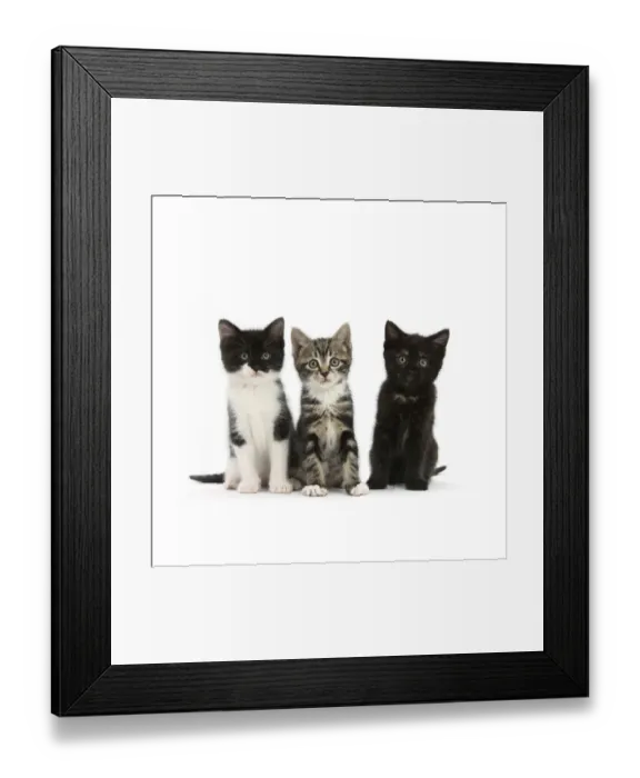 Framed Print : Three kittens with different black and white markings, sitting together, against Framed Print : Three kittens with different black and white markings, sitting together, against