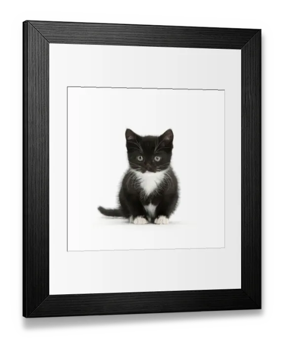 Framed Print : Black-and-white kitten sitting, against white background Framed Print : Black-and-white kitten sitting, against white background