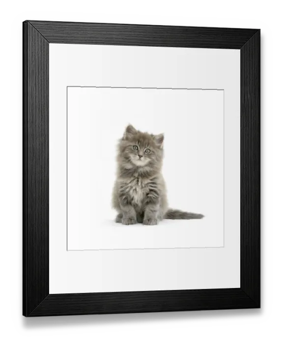 Framed Print : Maine Coon kitten, 7 weeks, against white background Framed Print : Maine Coon kitten, 7 weeks, against white background