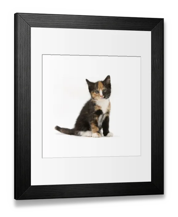 Framed Print : Tortoiseshell kitten, sitting, against white background