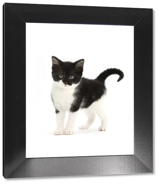 Black-and-white kitten standing, against white background DIGITALLY ENHANCED