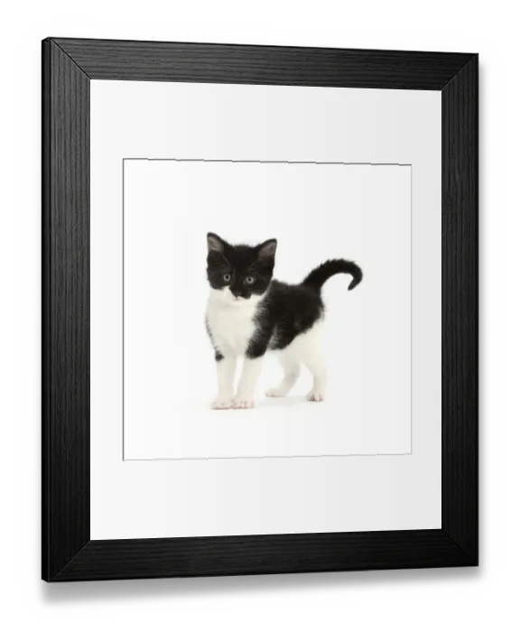 Framed Print : Black-and-white kitten standing, against white background DIGITALLY ENHANCED Framed Print : Black-and-white kitten standing, against white background DIGITALLY ENHANCED