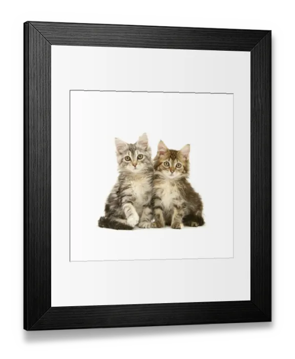 Framed Print : Tabby Maine Coon kittens, against white background Framed Print : Tabby Maine Coon kittens, against white background