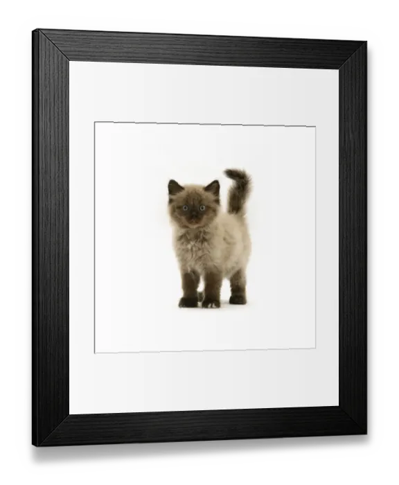 Framed Print : Chocolate Birman-cross kitten, against white background Framed Print : Chocolate Birman-cross kitten, against white background