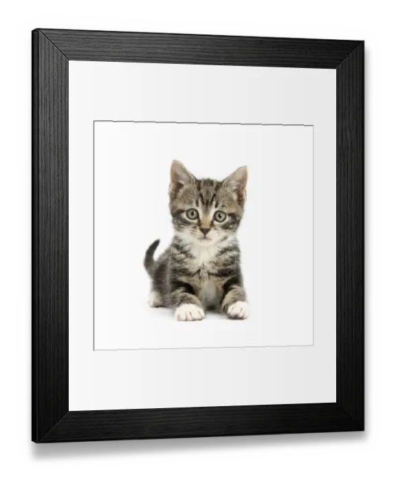 Framed Print : RF- Tabby kitten lying with head up Framed Print : RF- Tabby kitten lying with head up