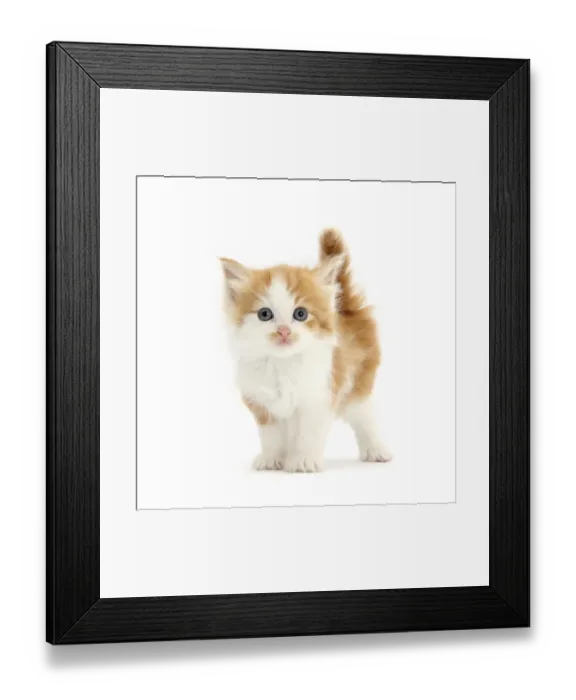Framed Print : Ginger and white kitten looking at camera Framed Print : Ginger and white kitten looking at camera