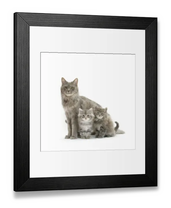 Framed Print : RF- Maine Coon mother cat, with two kittens, 7 weeks Framed Print : RF- Maine Coon mother cat, with two kittens, 7 weeks