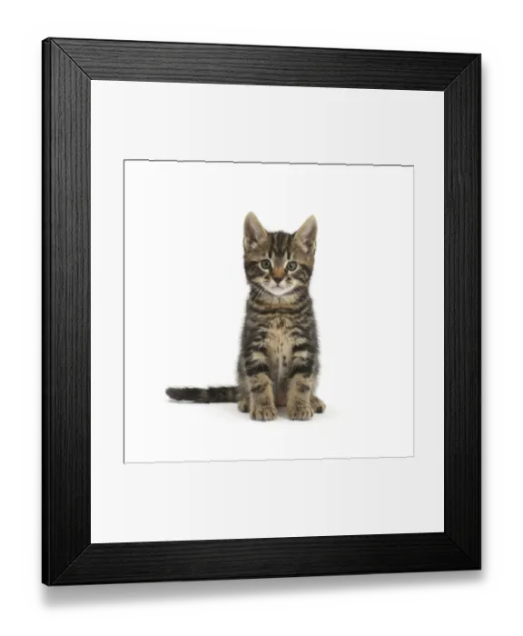 Framed Print : Tabby kitten, Smudge, 7 weeks, sitting Framed Print : Tabby kitten, Smudge, 7 weeks, sitting