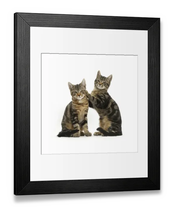 Framed Print : Tabby cats, Picasso and Smudge, age 3 months, together Framed Print : Tabby cats, Picasso and Smudge, age 3 months, together