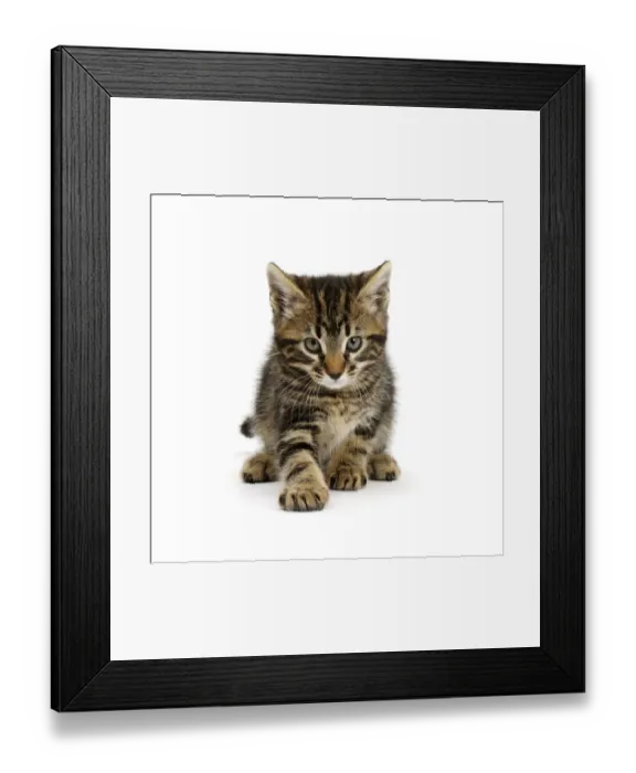 Framed Print : Tabby kitten, Smudge, age 7 weeks Framed Print : Tabby kitten, Smudge, age 7 weeks
