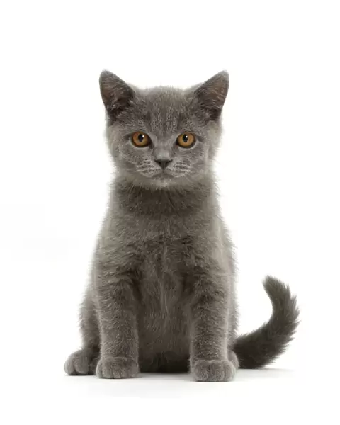 Blue British Shorthair kitten sitting