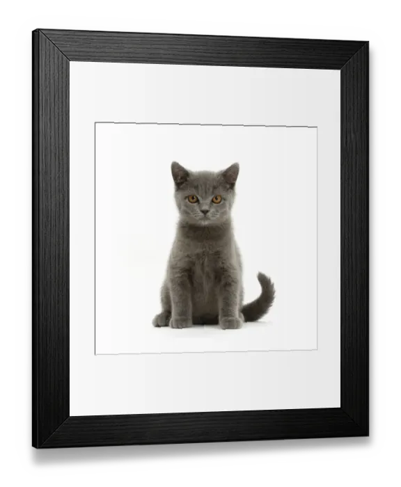 Framed Print : Blue British Shorthair kitten sitting Framed Print : Blue British Shorthair kitten sitting