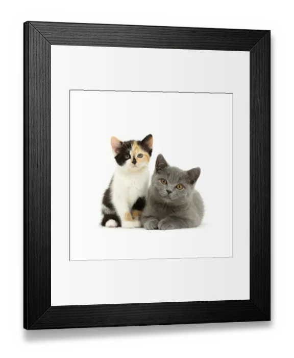 Framed Print : Tortoiseshell kitten and Blue British Shorthair kitten Framed Print : Tortoiseshell kitten and Blue British Shorthair kitten