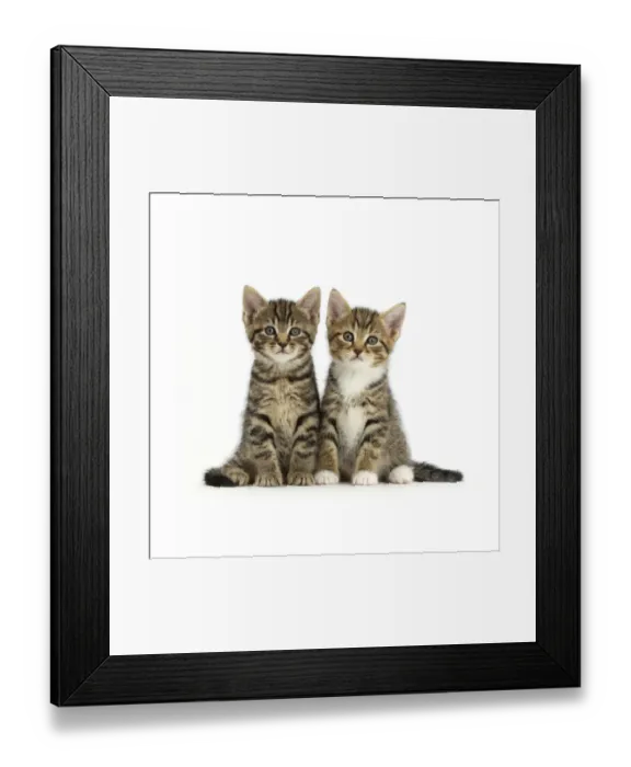 Framed Print : Two tabby kittens, age 6 weeks Framed Print : Two tabby kittens, age 6 weeks