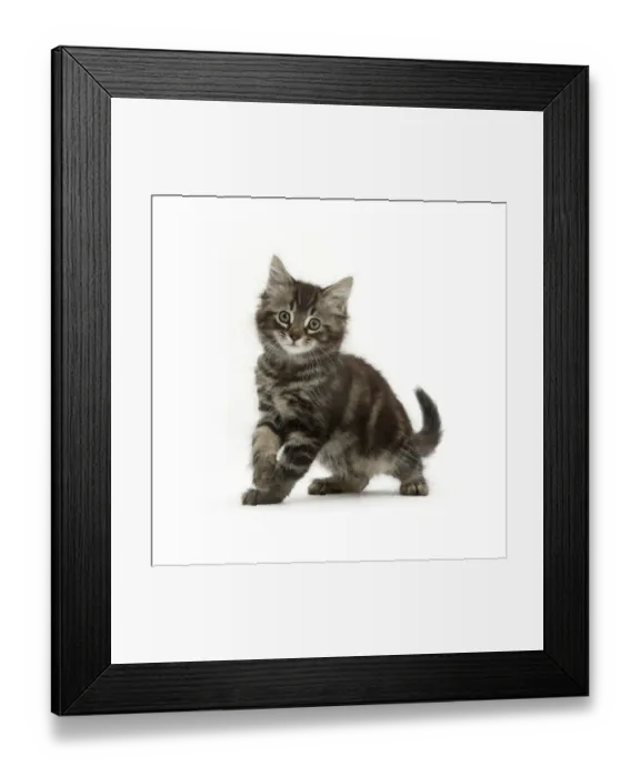Framed Print : Tabby kitten, Squidge, age 10 weeks Framed Print : Tabby kitten, Squidge, age 10 weeks