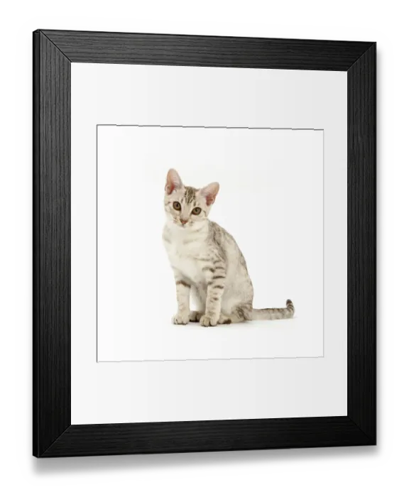 Framed Print : Ocicat kitten sitting Framed Print : Ocicat kitten sitting