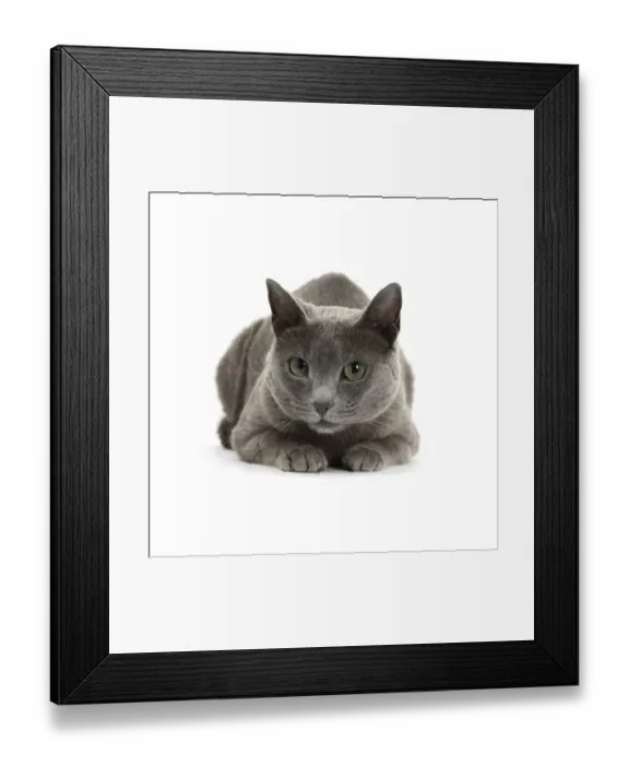 Framed Print : Blue-and-white Burmese-cross cat, Levi, lying with head up Framed Print : Blue-and-white Burmese-cross cat, Levi, lying with head up
