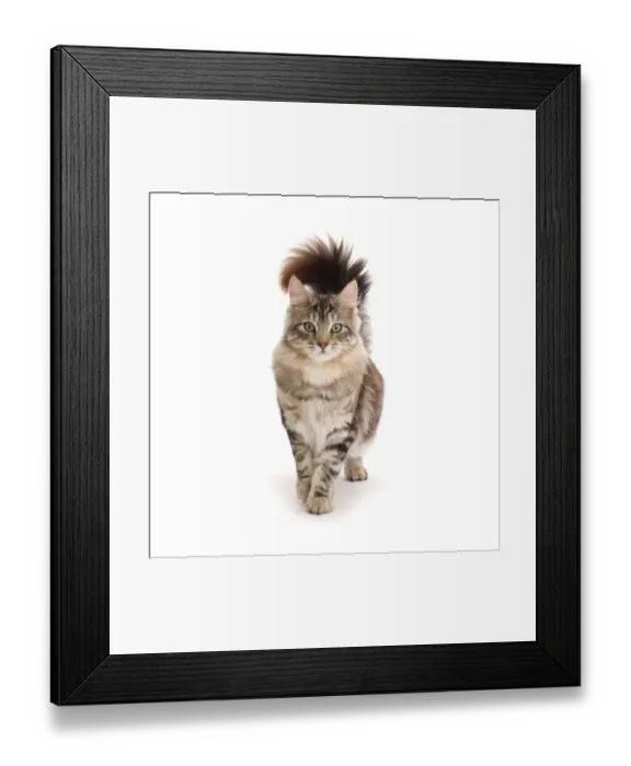 Framed Print : Silver tabby cat, Loki, age 7 months, walking with tail erect Framed Print : Silver tabby cat, Loki, age 7 months, walking with tail erect