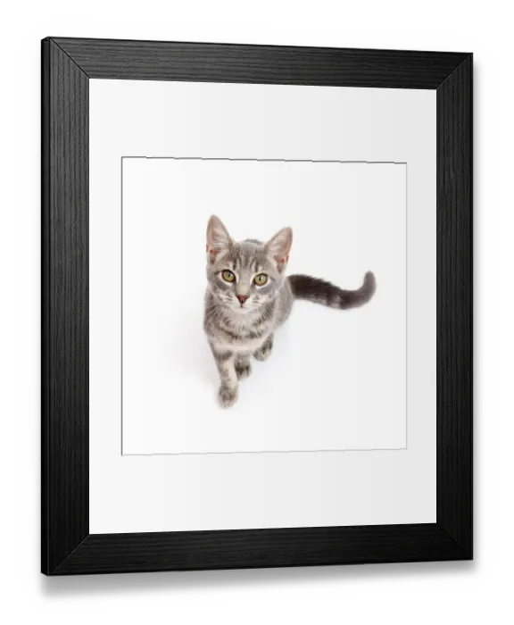 Framed Print : Grey tabby kitten sitting and looking up Framed Print : Grey tabby kitten sitting and looking up