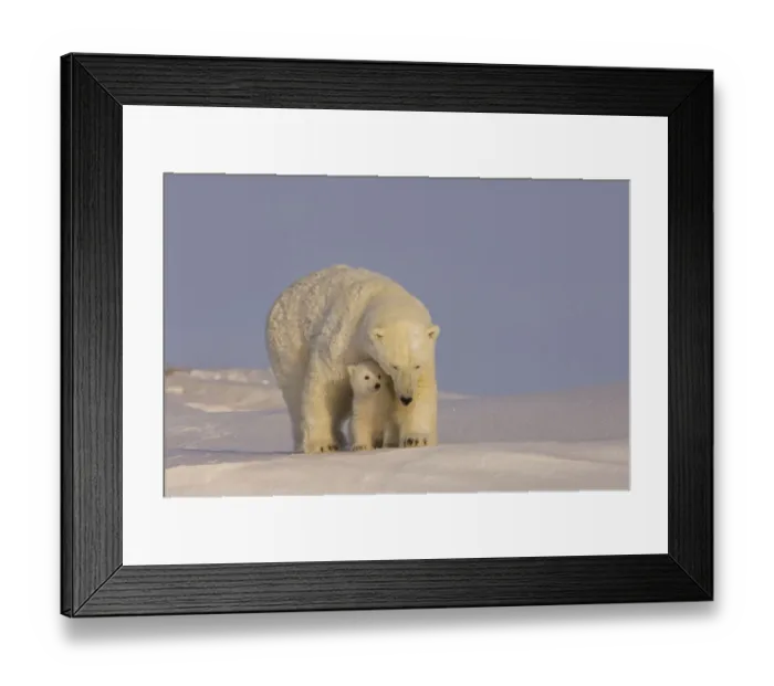 Framed Print : Polar bear (Ursus maritimus) sow with her cubs, newly emerged from their den on the Arctic coast Framed Print : Polar bear (Ursus maritimus) sow with her cubs, newly emerged from their den on the Arctic coast