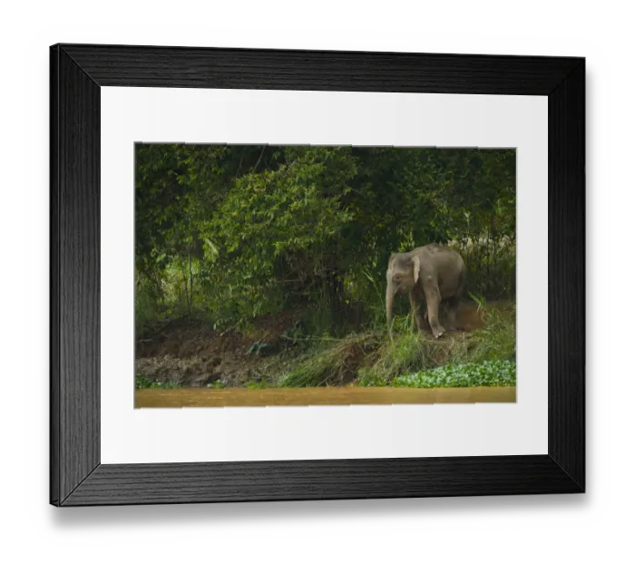 Framed Print : Bornean pygmy forest elephant (Elephas maximus borneensis) browsing beside water Framed Print : Bornean pygmy forest elephant (Elephas maximus borneensis) browsing beside water