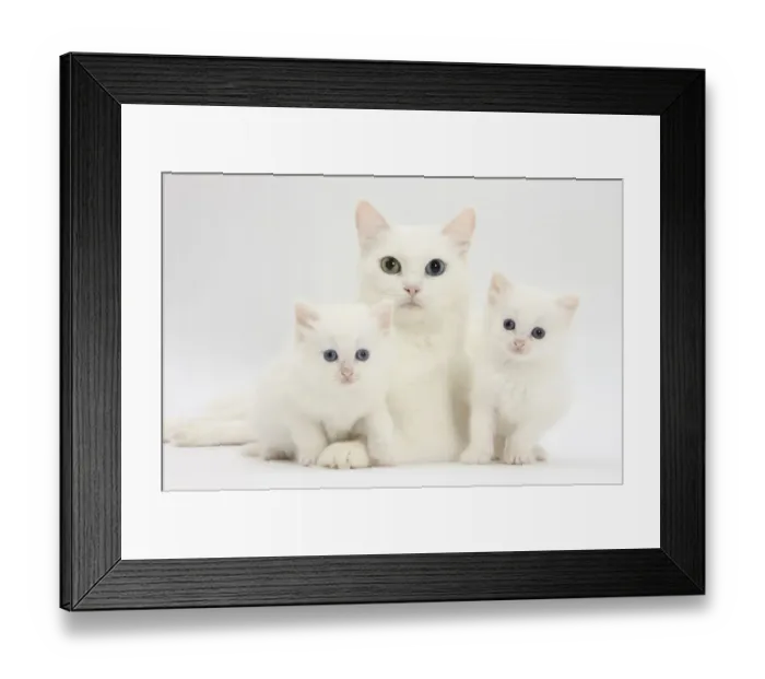 Framed Print : White Maine Coon-cross mother cat, and her white kittens Framed Print : White Maine Coon-cross mother cat, and her white kittens