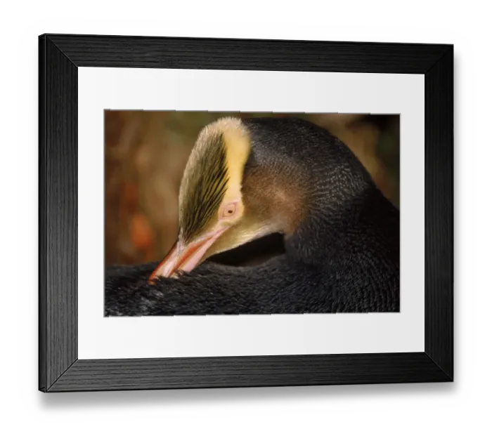 Framed Print : Yellow-eyed penguin preening feathers, Aukland Island, New Zealand Framed Print : Yellow-eyed penguin preening feathers, Aukland Island, New Zealand