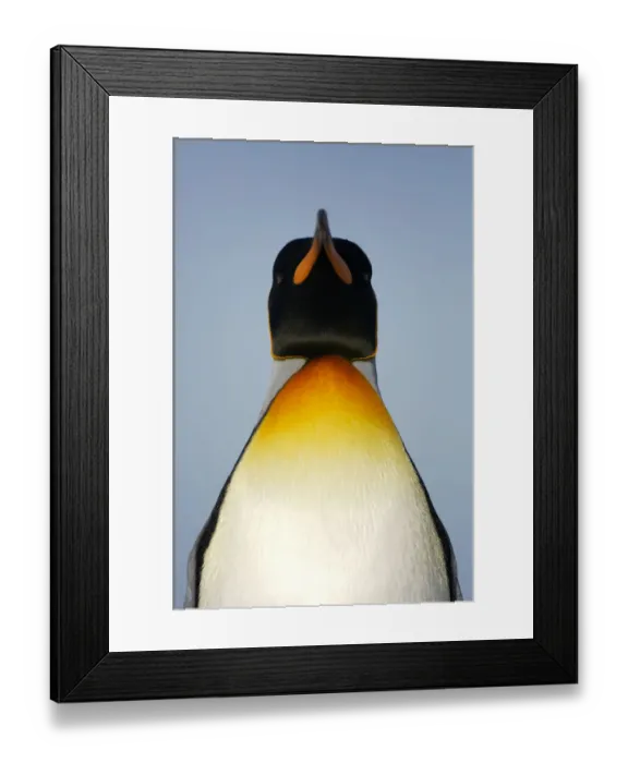 Framed Print : King penguin {Aptenodytes patagonicus} portrait, Falkland Islands Framed Print : King penguin {Aptenodytes patagonicus} portrait, Falkland Islands