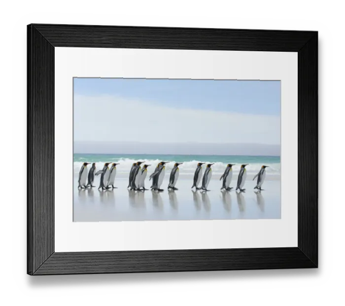 Framed Print : Group of King penguins {Aptenodytes patagonicus} profile walking in line along beach Framed Print : Group of King penguins {Aptenodytes patagonicus} profile walking in line along beach