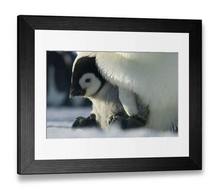 Framed Print : Emperor penguin {Aptenodytes forsteri} chick emerging from brood chamber on adults feet