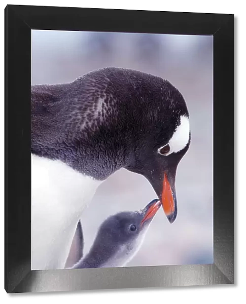 RF- Gentoo Penguin (Pygoscelis papua) chick begging parent for food, Antarctica