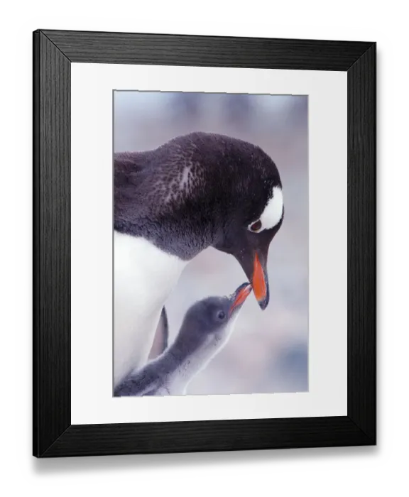Framed Print : RF- Gentoo Penguin (Pygoscelis papua) chick begging parent for food, Antarctica Framed Print : RF- Gentoo Penguin (Pygoscelis papua) chick begging parent for food, Antarctica