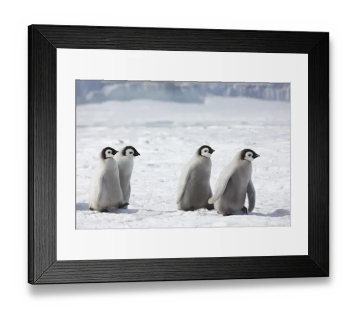Framed Print : Emperor penguin (Aptenodytes forsteri) chicks walking, Snow Hill Island rookery, Antarctica Framed Print : Emperor penguin (Aptenodytes forsteri) chicks walking, Snow Hill Island rookery, Antarctica