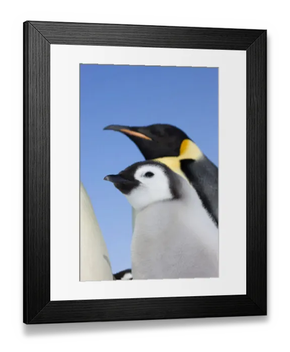 Framed Print : Emperor penguin (Aptenodytes forsteri) adult with chick, Snow Hill Island rookery