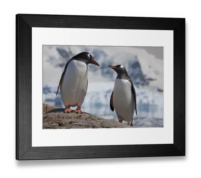 Framed Print : Two Gentoo penguins (Pygoscelis papua) on rock, Neko Harbour, Andvord Bay, Antarctic peninsula Framed Print : Two Gentoo penguins (Pygoscelis papua) on rock, Neko Harbour, Andvord Bay, Antarctic peninsula
